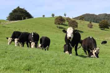 98 Millstream Road, Dannevirke