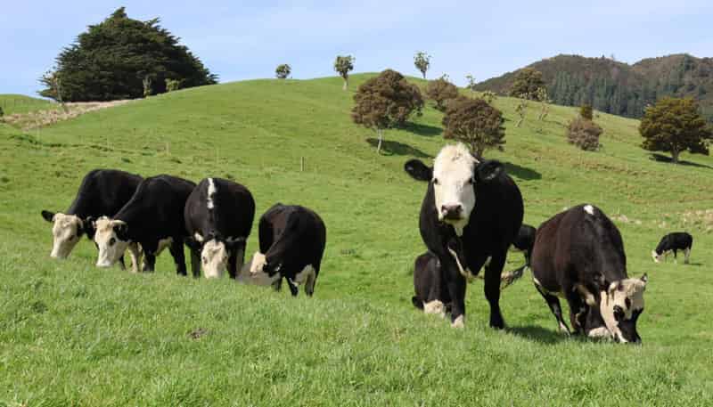 98 Millstream Road, Dannevirke