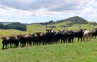 98 Millstream Road, Dannevirke