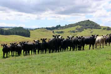 98 Millstream Road, Dannevirke