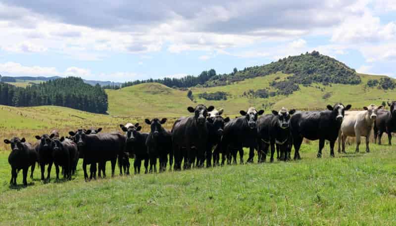 98 Millstream Road, Dannevirke