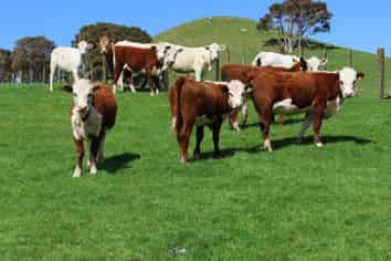 98 Millstream Road, Dannevirke