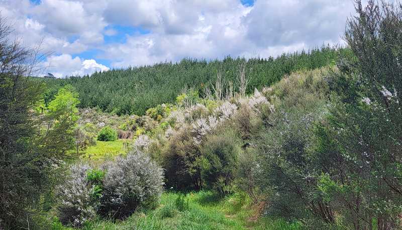 241 Work Road, Aongatete