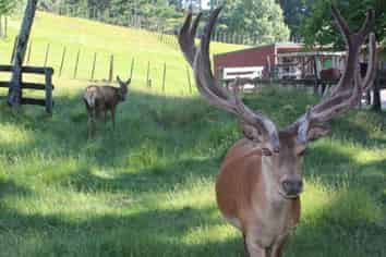 135E(a) McLaren Falls Road, Omanawa