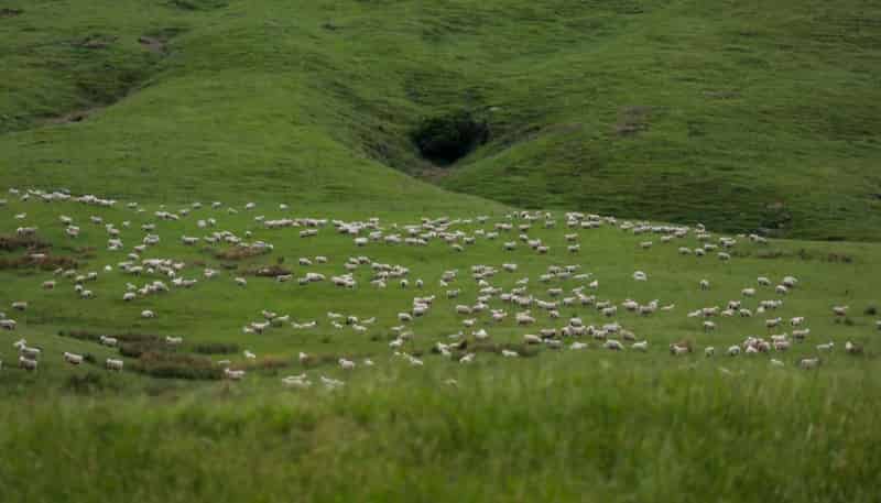 463 Waihi Valley Rd, Dannevirke