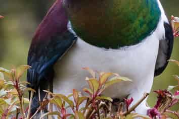 8 Harrison Place, KUMARA JUNCTION