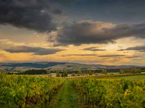 NZ's Wine Heritage: 1 of Waipara's Oldest Wineries