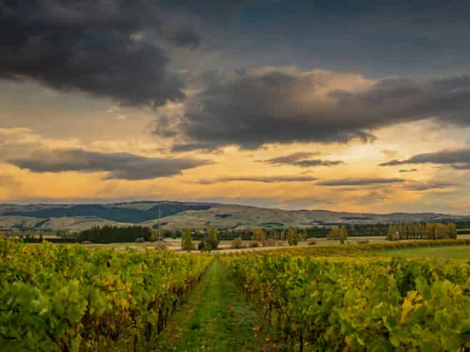 NZ's Wine Heritage: 1 of Waipara's Oldest Wineries