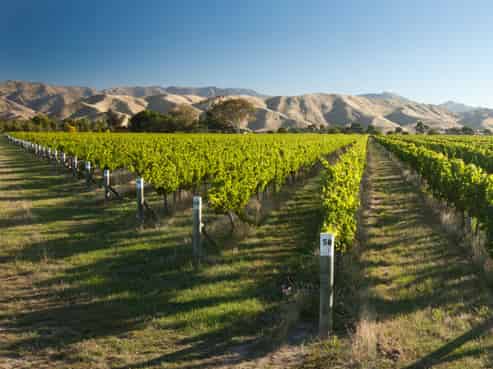 NZ's Wine Heritage: 1 of Waipara's Oldest Wineries