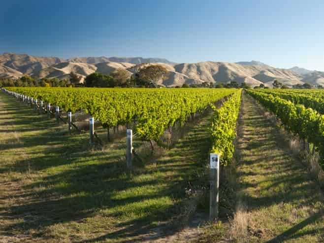 NZ's Wine Heritage: 1 of Waipara's Oldest Wineries