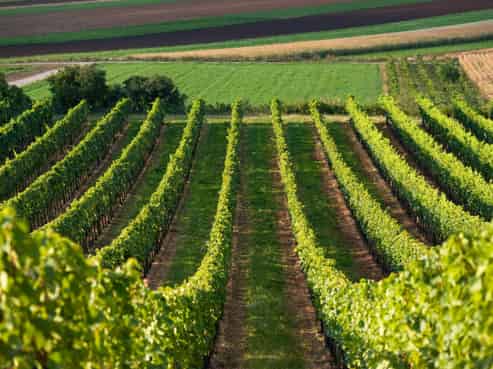 NZ's Wine Heritage: 1 of Waipara's Oldest Wineries