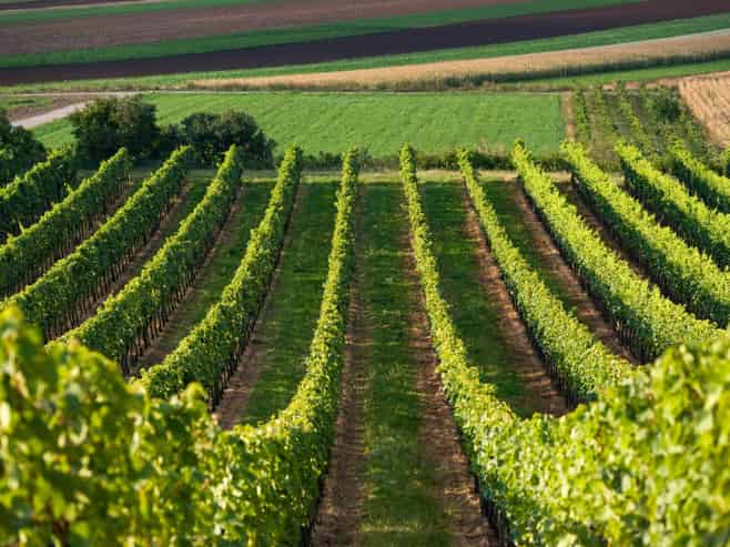 NZ's Wine Heritage: 1 of Waipara's Oldest Wineries