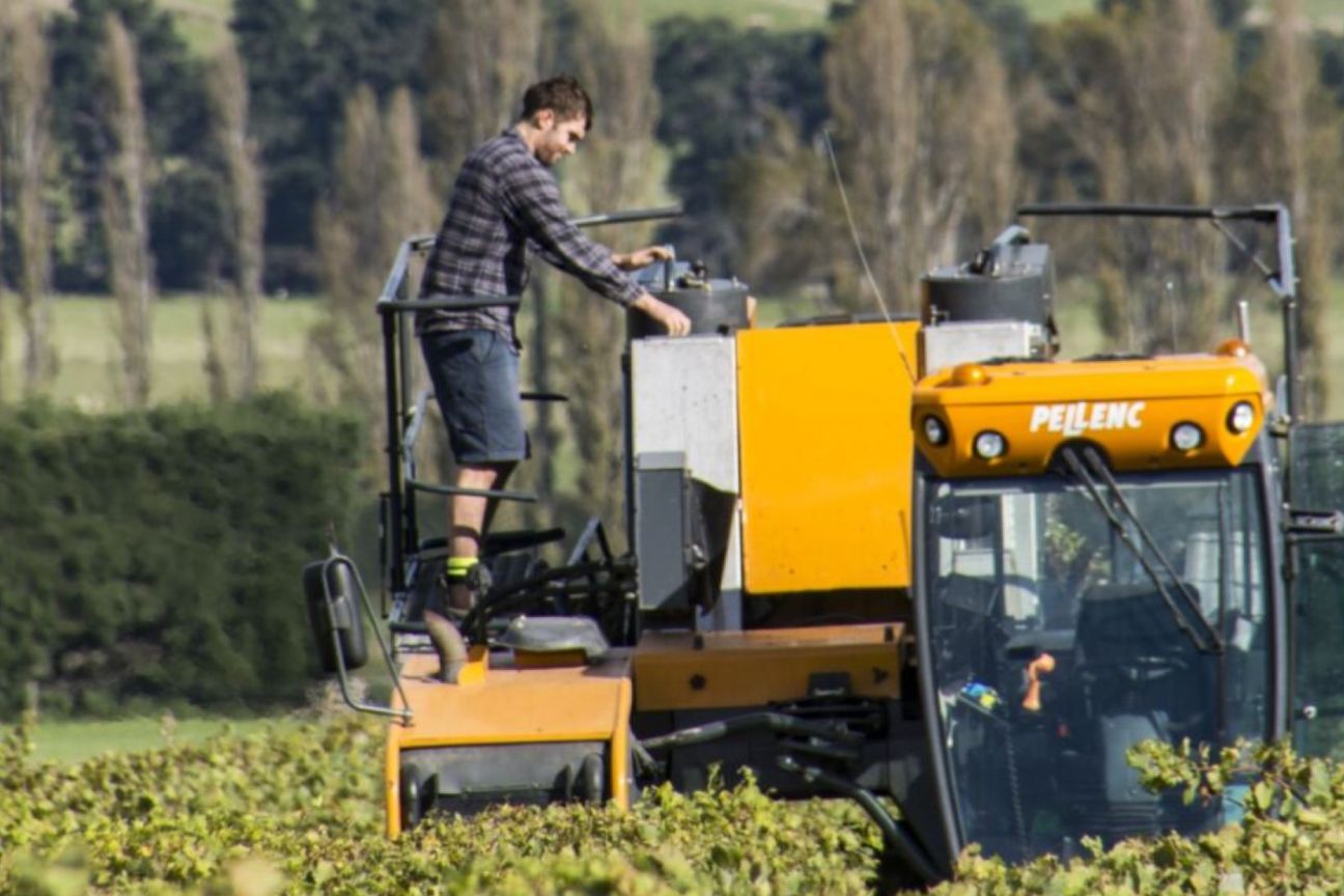 NZ's Wine Heritage: One of Waipara's Oldest - Aanzicht 5