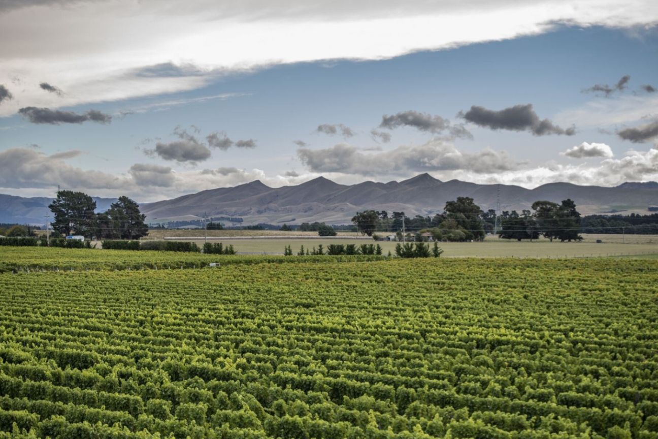 NZ's Wine Heritage: One of Waipara's Oldest - Aanzicht 4
