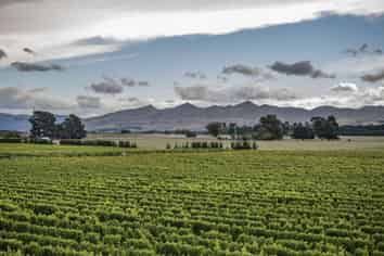 NZ's Wine Heritage: One of Waipara's Oldest 