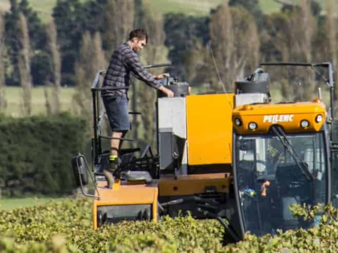 NZ's Wine Heritage: One of Waipara's Oldest 