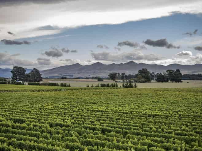 NZ's Wine Heritage: One of Waipara's Oldest 