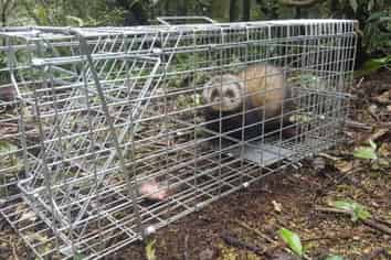 Wildlife Management & Predator Control Business