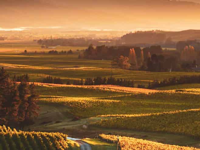 Churton Wines A Legacy of Innovation & Excellence