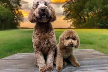 Paw-Some Grooming Business For Sale