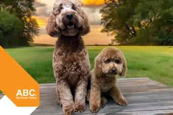 Paw-Some Grooming Business For Sale