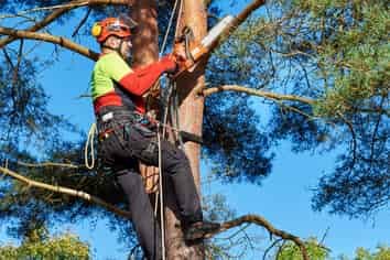 Arborist Services - Waikato 