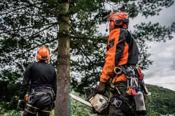 Arborist Services - Waikato 