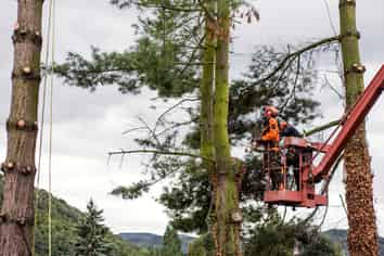 Arborist Services - Waikato 