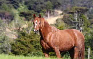 1447 Cove Road, Langs Beach