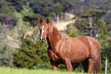 1447 Cove Road, Langs Beach