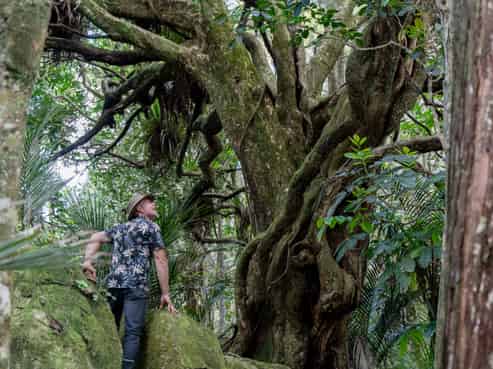 728 Ormiston Road, Waipu