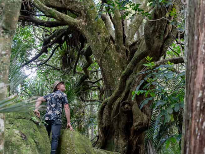 728 Ormiston Road, Waipu