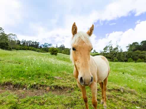 48 Doel Road, Kawakawa