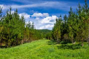  Chimney Creek Forest Rights, Kotemaori