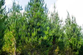  Chimney Creek Forest Rights, Kotemaori