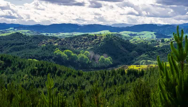  Chimney Creek Forest Rights, Kotemaori