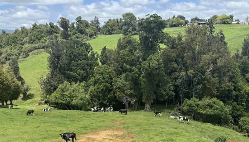 565 Barber Road, Otorohanga