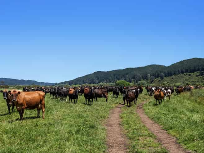 2106 Galatea Road, Waiohau