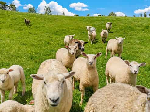 5 and 15 Charis Lane, Wellsford