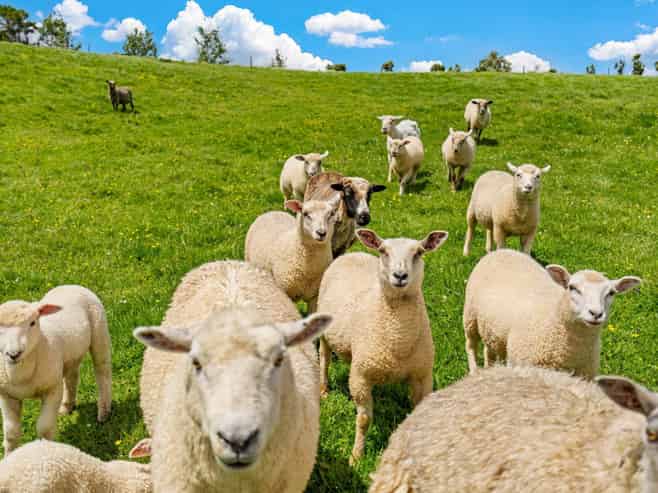 5 and 15 Charis Lane, Wellsford