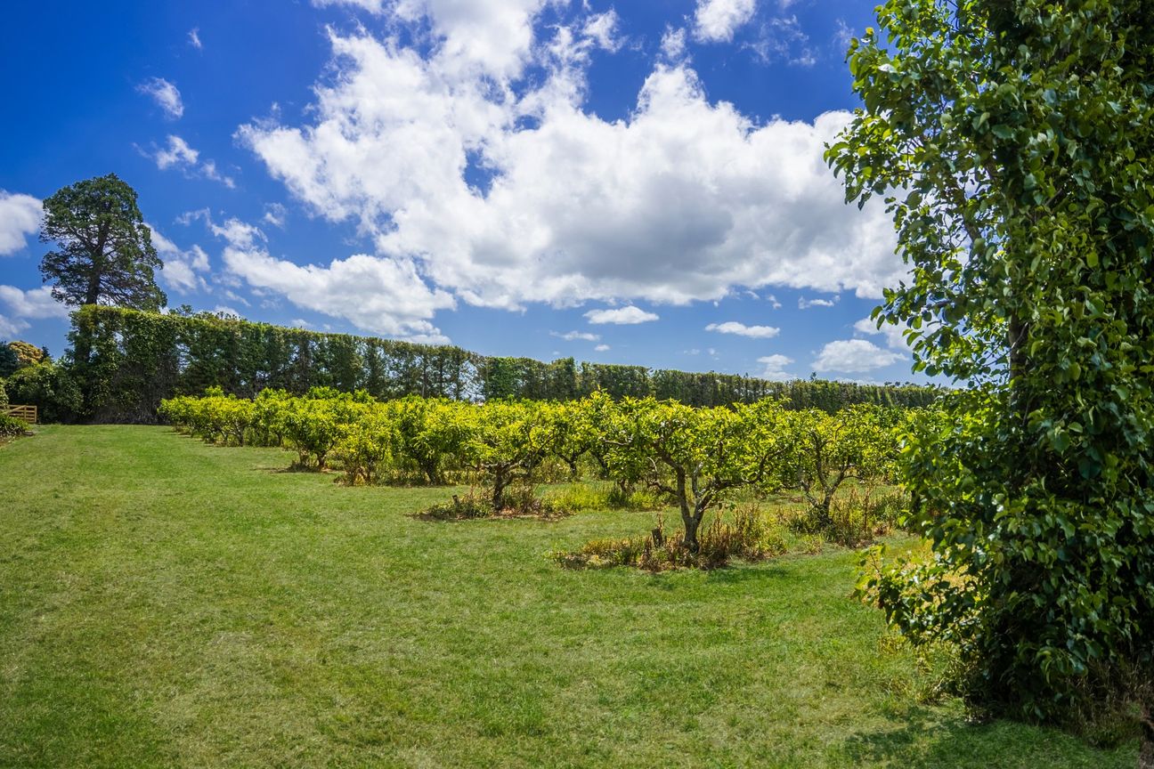 Juicy Opportunity - Ansicht 6