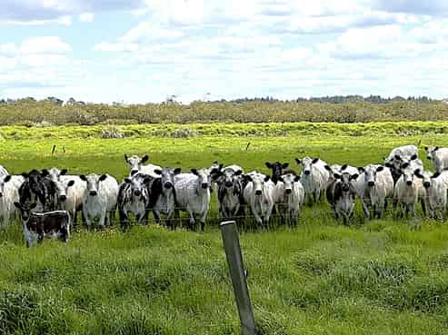 194 Whakatu Road, Ruawai