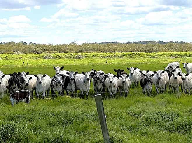 194 Whakatu Road, Ruawai