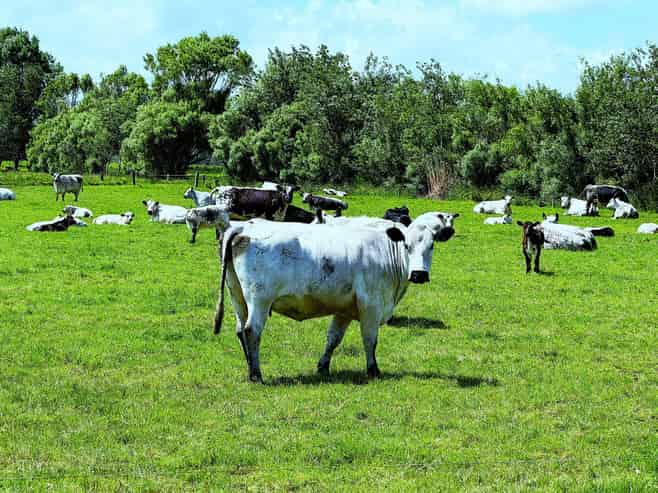 87 Tramline Road, Ruawai