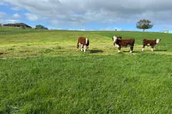 173 Ngahape Road, Te Awamutu