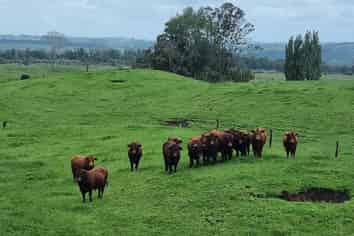267 Ludbrook Road, Pakaraka