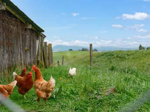 184 Central Road, Hamurana