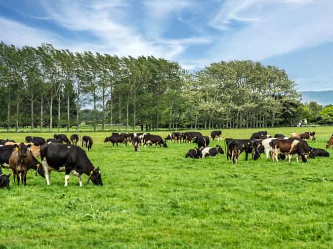 52 White Road, Milford