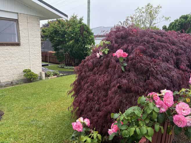 1/14 Burns Street, Westown