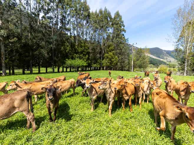 537 Ronga Road, Rai Valley